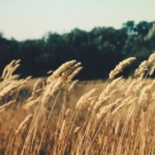 ESMA on commodity derivatives – Taking stock