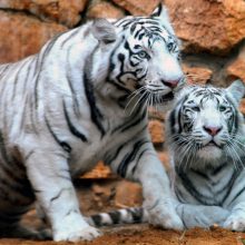 Celtic Tiger Shows its “Clause”