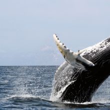 Risk management failings: beyond the “Whale”