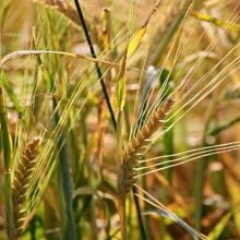 Commodity derivatives: Position reporting and position limits under MiFID II