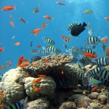 Semantics: the key to finance’s food chain