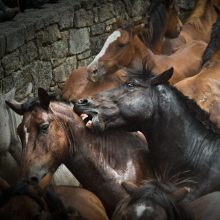 Taming your trading troubles: regulation in a global market