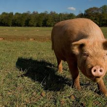 A narrow escape? OTC trading looks set to survive 15 September