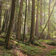 The OTC forest: seeing the wood for the trees